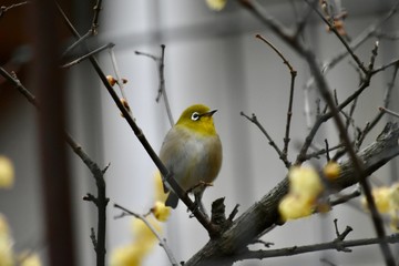 Obraz premium 春よりの使者～メジロ Japanese white eye