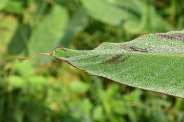 dew on a leaf
