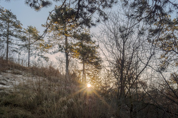 sun rise in the wood