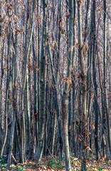 fitto bosco 