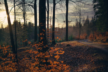 Waldweg bei Sonnenuntergang im Herbst