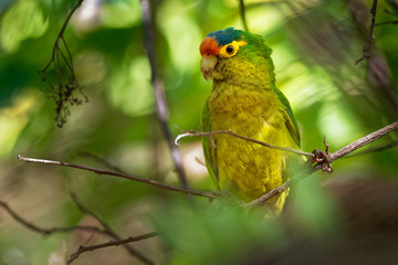 Orange-fronted Parakeet - Eupsittula canicularis or orange-fronted conure, also known as the...