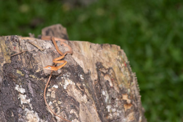 Oriental whip snake Ahaetulla prasina