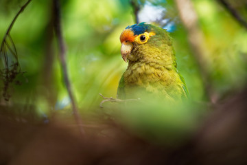 Orange-fronted Parakeet - Eupsittula canicularis or orange-fronted conure, also known as the half-moon conure, medium-sized parrot resident from western Mexico to Costa Rica