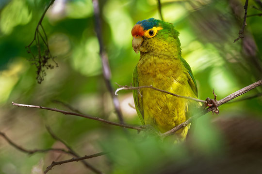 Orange-fronted Parakeet - Eupsittula canicularis or orange-fronted conure, also known as the half-moon conure, medium-sized parrot resident from western Mexico to Costa Rica
