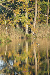 Herbstwald spiegelt sich im Wasser
