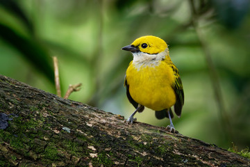 Tangara icterocephala - Silver-throated Tanager small passerine bird., resident from Costa Rica, through Panama and western Colombia, to western Ecuador