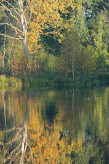 Herbstwald spiegelt sich im Wasser