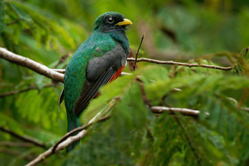 Collared Trogon - Trogon collaris  near passerine bird in the trogon family, Trogonidae, warmer parts of the Neotropics, Colombia, northern Venezuela and Trinidad and Tobago