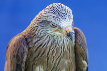 Retrato en primer plano de un milano negro