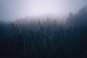 Wald mit Nadelbäumen in Nebel