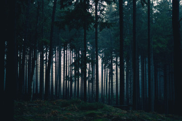 Nebliger und düsterer Wald 