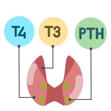 thyroid, parathyroid and hormones