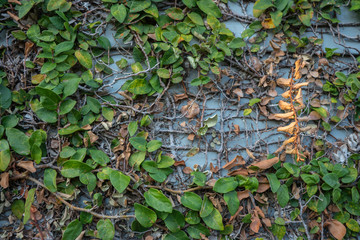 Old Ivy covered brick wall