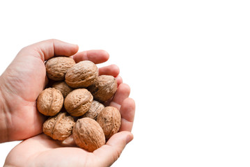 Group of walnuts lie on the palms of a man on a white background.