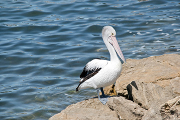 an Australian pelican