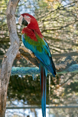 red-and-green macaw or  green-winged macaw