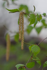 Birch inflorescences in early spring