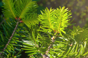Fir tree spruce brunch close up in Sun light. Shallow focus. Flu