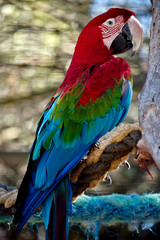 red-and-green macaw or  green-winged macaw
