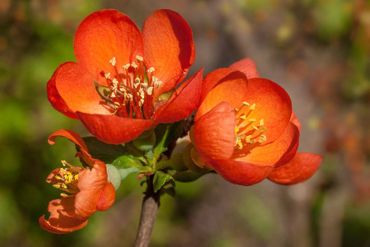 Red pink orange flowers of blooming Flowering Chaenomeles Japane