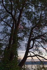 Roterle am Wasser bei Sonnenaufgang