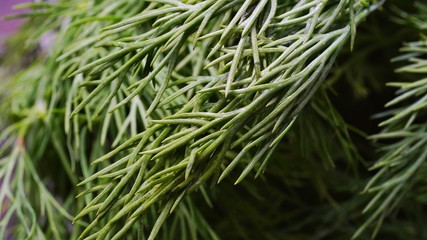 Dill leaves close up 