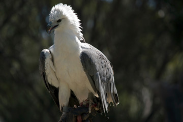 a sea eagle
