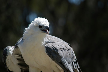a sea eagle