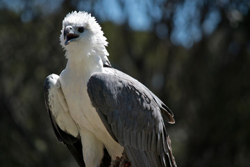 a sea eagle