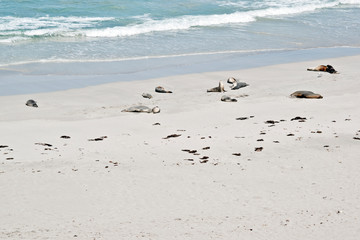 sea lions resting at seal bay