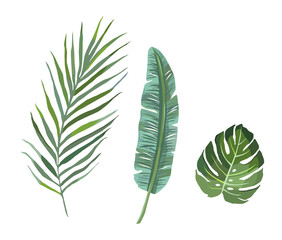 Set of tropical plants leaves. veector illustration