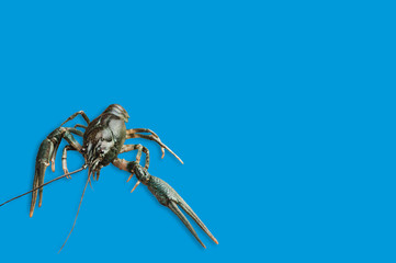 Single fresh crayfish on blue background with copy space for your text