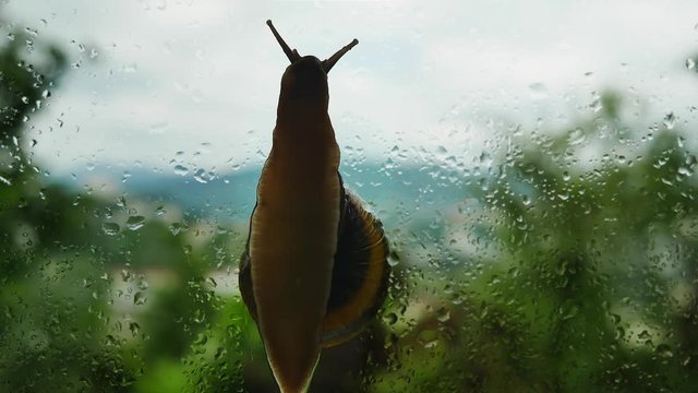 Snail crawling on the window pane during the rain. Drops of water on the glass. Close-up.