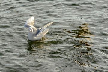 Fototapeta na wymiar gull splashing down in sunlight at lake , Angera, Italy