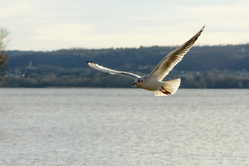 Fototapeta na wymiar gull spreading feathers in flight at lake , Angera, Italy