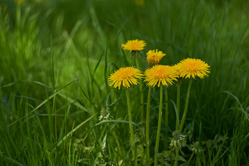 Yellow dandelions in the green grass on a meadow in bavaria