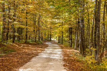 The road in the autumn forest, with bright yellow leaves.