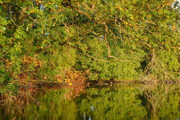 Waldspiegel