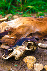 dead cattle