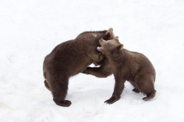 Bears in the Bohemian Forest, Germany.