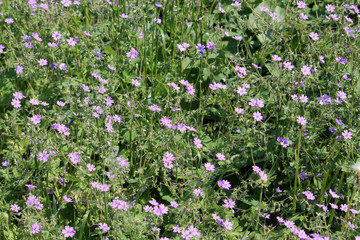 Green meadow with pink flowers of Small-flowered crane's-bill or Geranium pusillum, Belarus