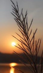 Fototapeta premium sunset over wheat field
