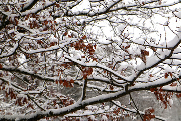 Tree branches with red leaves under snow fall