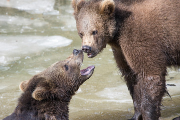 Bears in the Bohemian Forest, Germany.