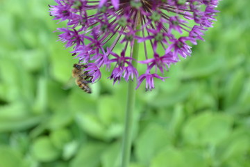 Kugeldiestel mit Biene / globe thistle with bee