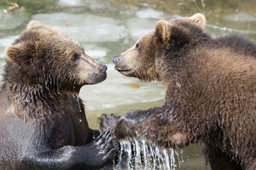 Obraz premium Bears in the Bohemian Forest, Germany.