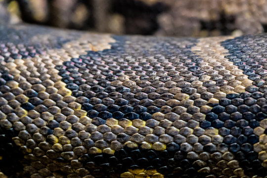 Texture peau d'un serpent python