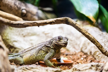 Hydrosaurus pustulatus, lézard