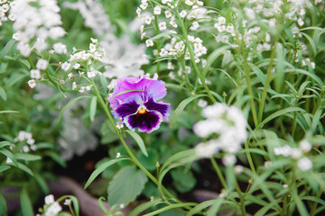Obraz premium Natural summer background. Pansy Flowers. Macro images of flower faces. Pansies in the garden